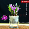 劉閣蘭花七彩香水石斛兰花冬带花苞好养绿植浓香型石斛花卉盆栽绿植驱蚊 3苗七彩石斛没叶艺 配水培盆 实拍图