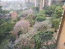 京东鲜花自然混合隔周包年鲜花礼品卡插花结婚纪念日生日礼物女源头直发 实拍图