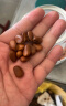 三只松鼠东北松子500g 罐装坚果炒货 手剥开口A++干果零食一斤装送礼 实拍图