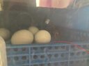 维谦（WEIQIAN）孵化器孵蛋器家用小型全自动芦丁鸡孵蛋机鸡鸭鹅孵化箱智能孵化机 【彩屏显示】30枚抽拉式双电 实拍图