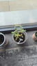 IAM City Farmer番茄罐头盆栽儿童幼儿园小盆栽绿植种子diy室内观察种植作业10061 实拍图