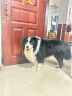 耐吉斯 全价无谷冻干生骨肉犬粮6kg成犬幼犬狗粮鸡肉【新旧版随机发货】 实拍图