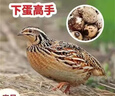 鹌鹑活鸟苗天天下蛋繁殖鹌鹑幼苗活物养小鸡苗黄羽沙维鹌鹑鸡活体 1公4母【精品繁殖组】 实拍图