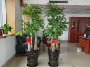 绿韵花田【两小时达】步步高发财树盆栽植物室内大型植物客厅开业公司门口 绿萝一对 实拍图