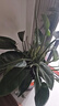大叶金钻绿叶子大型绿植室内外栽种四季好养四季常绿礼客厅绿植 大叶金钻大盆70-80厘米高度 5颗 不含盆 实拍图