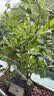 虹越（HONGYUE）蓝莓果苗盆栽苗 南方北方庭院阳台种植果树苗HN 【中大苗】“广州1号”小2加仑 实拍图