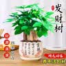 泰西丝 发财树盆栽桌面绿植摆件易活 3杆发财树+白坚持陶瓷盆 源头直发 实拍图