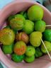 马保果三月李酸脆小李子青李子当季应季新鲜孕妇水果 精选1斤装 实拍图