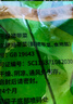 盛源来干裙带菜100g海产干货 韩式海带汤凉拌煲汤紫菜儿童孩子低脂昆布 实拍图