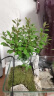 开时果 小叶紫檀盆栽桌面绿植黑骨茶 好养活办公室植物盆景源头直发包邮 【热销款】舍得紫砂盆+苔藓+底托 实拍图