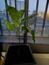 白兰花盆栽黄桷兰嫁接白兰花苗十里飘香兰花树苗黄兰盆栽地栽苗 白兰5年苗 实拍图