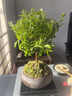 开时果 小叶赤楠盆景摆件 办公室桌面绿植花卉好养盆栽植物源头直发包邮 厚德载物盆+苔藓+底座 实拍图