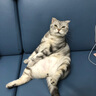 希尔思Hill‘s进口猫粮成猫猫粮减肥减重低卡低脂猫干粮 希尔斯理想体重7磅 实拍图