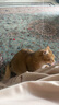 灵宠物语【3只装】逗猫棒猫玩具小鸟替换头带铃铛羽毛 实拍图