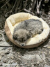 【京东快递】猫咪保暖加厚椭圆窝封闭式宠物窝小型犬狗窝猫咪窝 奶茶色 S码40*50（3斤内） 实拍图