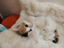 POPOCOLA宠物电热毯大号加热垫恒温保暖猫窝狗窝生病绝育可用 实拍图
