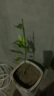 CHUANGSHIJI沙糖桔树苗南方北方种植橘子树苗柑桔果树果苗嫁接砂糖地栽盆栽 5年粗壮苗 (当年结果) 81cm(含)-110cm(含) 实拍图