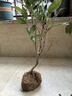 盆栽茶花苗 山茶花苗绿植花卉盆栽四季好养茶花树苗盆栽耐寒花卉观花植物室内花卉绿植开花不断 不含盆 十八学士 6年苗花苞爆满 实拍图