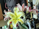 悦多彩AB级优质香水百合 家庭办公室各色生活鲜花 昆明基地 现采直发 百合组合20朵（黄色/粉色各10朵） 实拍图