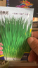 贝意品四季小香葱种子红葱种籽盆栽葱头种苗阳台庭院种植火分葱蔬菜种孑 晒单实拍图