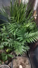 看匠 散尾葵盆栽 凤尾竹室内客厅大型绿植袖珍椰子夏威夷盆景富贵叶子 高度50厘米左右10棵 不含盆 实拍图