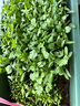 四季蔬菜种子大全菠菜香菜生菜油麦菜苋菜鸡毛菜芹菜矮脚黄蔬菜籽 大叶香菜种子1包约500粒 实拍图