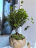 花翁室内绿植盆栽紫檀花卉 小叶赤楠盆景+莲花陶盆+底座源头直发 实拍图