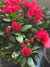 【莎之槿园艺】杜鹃花苗盆栽带花苞四季开花不断室内观花卉绿植植物老桩大棵好养 大号红色杜鹃花+大号粉色杜鹃花+(不含盆)带 含盆 实拍图