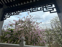 美肤语透色大号抓夹2件（焦糖+亮黑）发夹后脑勺盘发夹鲨鱼夹发卡MF8766 实拍图