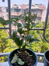 绿丝绦桂花树盆栽四季开花盆景室内庭院阳台开花树苗耐寒绿植花卉树苗 金桂 2年苗 实拍图