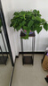 行湘绿萝盆栽新房绿植盆栽净化空气 360#绿萝1盆+透明吸水盆 源头直发 实拍图