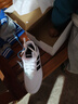 阿迪达斯（adidas）男鞋 夏季新款经典三条纹运动鞋耐磨德训鞋滑板鞋透气休闲鞋子男 6783-皮质三条纹板鞋 41 实拍图