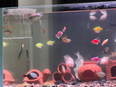 森森（SUNSUN）原生态溪流缸鱼缸造景家用原生缸客厅超白玻璃底滤鱼缸包安装 静谧黑-豪华款（黑金筒灯）升级双重滴滤盒 1.5米长47.6cm宽40cm缸高+85cm柜高 晒单实拍图