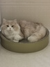 喵丽丝圆形猫抓板窝耐磨不掉屑猫窝一体猫咪抓盆抓不烂猫爪板耐 圆巨无霸【适合30斤内】贈猫薄荷 实拍图