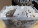 麦叮卡长毛金丝熊活体波利宠物仓鼠活物小仓鼠活体金丝鼠一公一母侏儒鼠 1只白熊【发京东快递】 实拍图