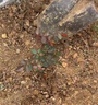 花友藤本月季花苗月季花树苗盆栽特大花苗庭院爬藤植物阳台蔷薇爬墙 大游行【爬藤】大苗 1-1.3米高度多分叉 实拍图