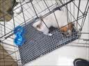 狗笼子室内带厕所分离家用便携中型犬小型犬笼子泰迪比熊狗笼 珍珠黑-笼子+接便盘 61*42*50(20斤以内） 实拍图