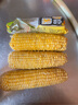 正宗新鲜东北黄糯玉米绿色食品真空包装加热即食减肥减脂代餐早餐 5根/箱 实拍图