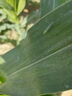 锐本花卉杀虫剂喷雾植物土壤月季花草红蜘蛛蚜虫小飞黑除虫神器500ml  实拍图