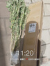 行湘牡丹花苗绿植盆栽花卉庭院植物 中国红6-8叉不含盆 源头直发 实拍图