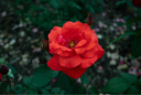 尼康（Nikon）Z5全画幅微单相机 微单套机（Z 24-50mm f/4-6.3 微单镜头）Vlog相机视频拍摄 实拍图