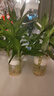 绿有意观音竹富贵竹水培植物带根花卉绿植绿萝室内盆栽转运竹子水养好养 观音竹2支（活动款 无盆） 实拍图