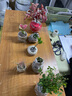 八芽鲜活空气凤梨室内无土栽培多肉绿植物办公桌创意摆件客厅懒人好养 空气凤梨-白小雪梨盆 含盆 实拍图