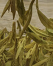 卢正浩2025新茶绿茶龙字 西湖龙井茶特级100g明前茶叶礼盒 狮峰山送礼 实拍图