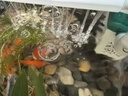 阔庭（KUOTING）鱼缸懒人鱼缸家用客厅办公室金鱼缸过滤鱼缸白色款 实拍图