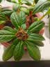 花沃里重瓣凤仙花种子茶花驱蛇花种子蛇灭门家庭盆栽阳台学校种约50粒 实拍图