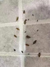 户净杀虫烟雾剂室内6枚*25克灭除蟑螂药全窝端驱灭蚊苍蝇小飞虫神器 杀虫烟雾6枚（约90平方） 实拍图
