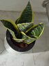 金边虎皮兰盆栽多肉植物水培好养绿植室内花卉客厅大型虎尾兰阳台 虎皮兰30cm3棵【懒人盆】 实拍图