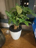花知态发财树盆栽室内客厅桌面绿植小盆景大发财树苗招财树吸甲醛植物 舍得陶瓷盆+单棵发财树 含盆 实拍图