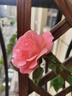 飞沭月季花苗爬藤蔷薇月季花树阳台盆栽花卉庭院爬墙植物四季开花 龙沙宝石 中大苗【1.2-1.4米高】 实拍图